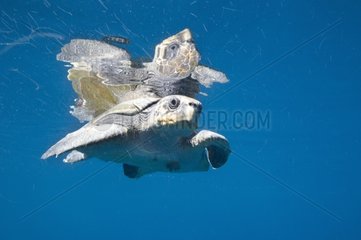 Sea Turtle among strands of jelly fish- Gulf of California