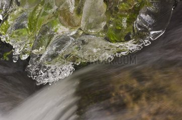 Frost on the side of a brook in Alsace - France