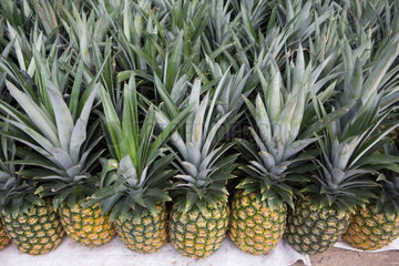 pineapples in nicaragua
