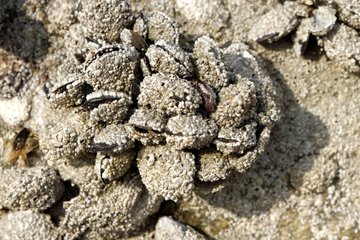 Common rock barnacles on blue mussels