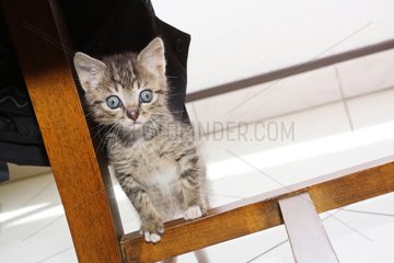 Kitten on a bar chair in a house - France