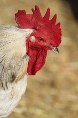 Portrait of Rooster in a backyard - France