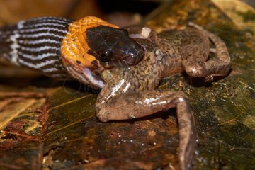 Tschudi's false Coral Snake eating a Frog - French Guyana