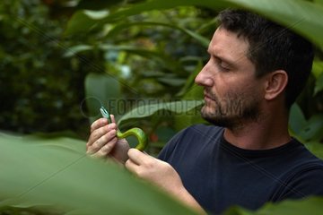 Herpetologist examining a Green racer - French Guiana