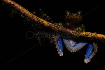 Cabrera's Slender-legged Treefrog on branch - French Guiana