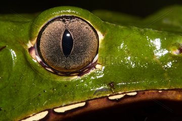 Eyef of Monkey Frog - French Guiana