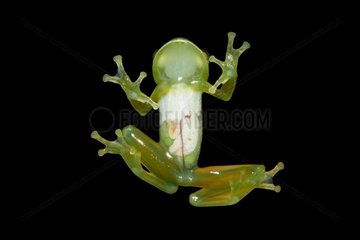 Zidok Cochran Frog on black background - French Guiana