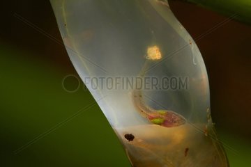Zidok Cochran Frog tadpole - French Guiana