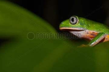 Striped leaf frog on a leaf - French Guiana