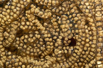 Toad eggs in the forest - French Guiana