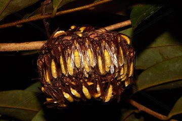 Large umbrellas wasps on a branch - French Guiana