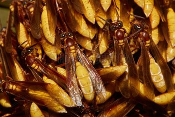 Large umbrellas wasps - French Guiana