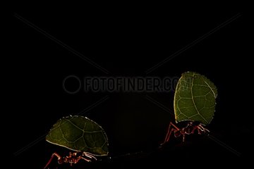 Leaf-cutting Ants in forest - French Guiana