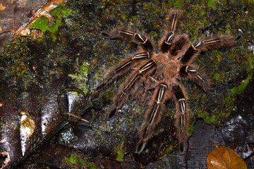 Skeleton Tarentula undergrowth - French Guiana