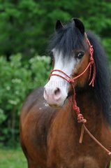 Welsh pony with halter