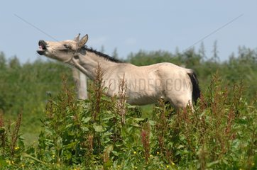 Foal making a flehmen in a meadow