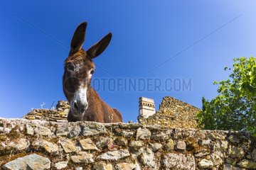 Ass behind a wall - Ambroz Valley Extremadura Spain