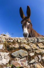 Ass behind a wall - Ambroz Valley Extremadura Spain