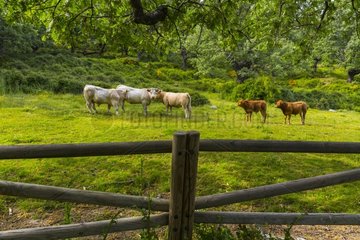 Cows in meadow - Ambroz Valley Extremadura Spain