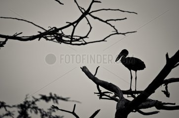 African Openbill in a tree - uMkhuze Game Reserve