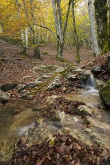 Creek in woods in autumn - Caroux-Espinouse France