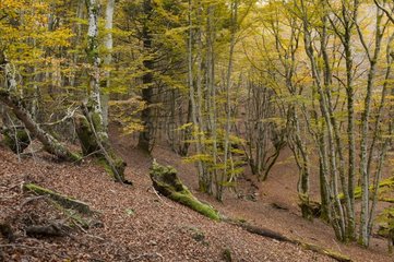 Forest in autumn - Caroux-Espinouse France