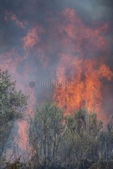 Fire scrubland - France