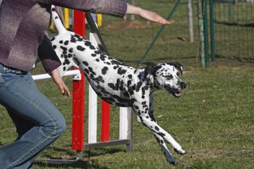 Dalmatian jumping an obstacle during a training course