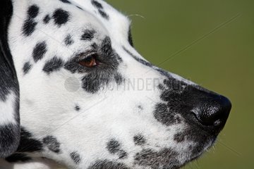 Portrait of Dalmatian - France