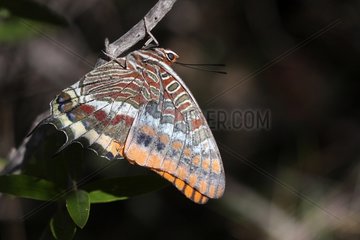 Two-tailed Pasha on a branch - France