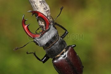 Male stag beetle on a branch - France