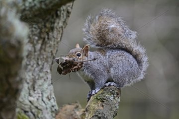 Grey Squirrel with nest material for drey - Midlands UK