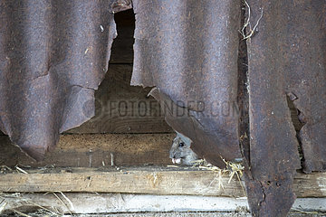 Brown rat (Rattus norvegicus) feeding behind a steel panel  Engalnd