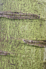 Guapuruvu (Schizolobium sp) bark  Ranomafana  Madagascar