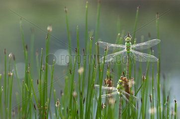 Emperor dragonfly (Anax imperator) emergence on Sedge (Carex sp)  Greece