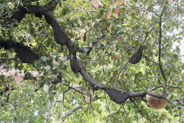 Colonies of wild bees in a tree (Sal (Shorea robusta)  Jim Corbett National Park  Uttarakhand  India