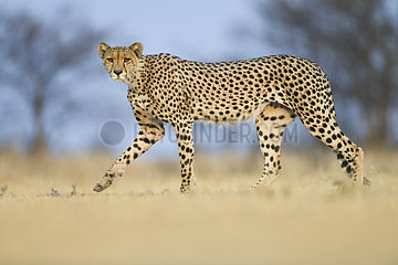 Cheetah (Acinonyx jubatus) male walking  Nxai Pan  Botswana