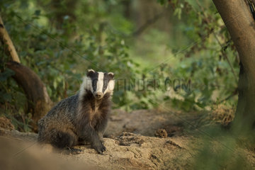 European Badger (Meles meles). A large sow emerges from the sett in the Peak District National Park  UK.