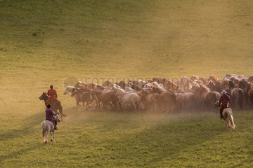 Mongolians horsemen  lead a troop of horses running in a group in the meadow  Bashang Grassland  Zhangjiakou  Hebei Province  Inner Mongolia  China