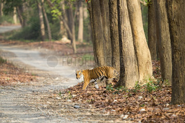 Bengal Tiger ( Panthera tigris tigris) crossing a forest walkway of sal or sâla (Shorea robusta)  Dhikala  Jim Corbett National Park  Uttarakhand  India