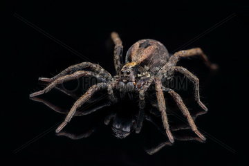 A wolf spider my Daughter found on the loungeroom floor.