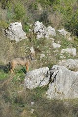 Italian wolf (Canis lupus italicus)  Abruzzo  Italy