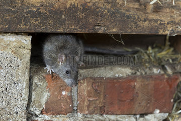 Brown rat (Rattus norvegicus) standing on a wall  England