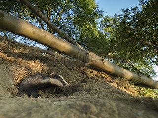 A Badger (Meles meles) emerges from the sett in the Peak District National Park  UK.