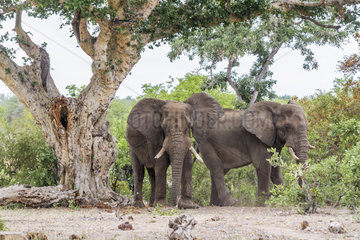Two African bush elephant (Loxodonta africana) in Kruger National park  South Africa