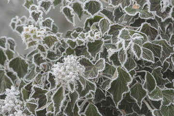 Ivy (Hedera helix) covered with frost in winter  Lorraine  France