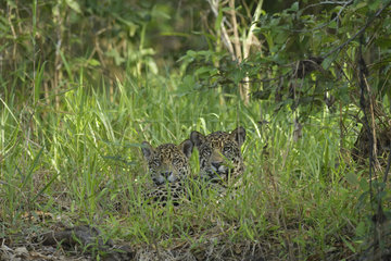 Jaguar (Panthera onca) two brothers resting on the bank  Pantanal  Brazil