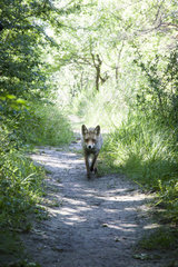 Red fox (Vulpes vulpes) on a path  Vigueirat marsh  Arles  Camargue Regional Nature Park  France