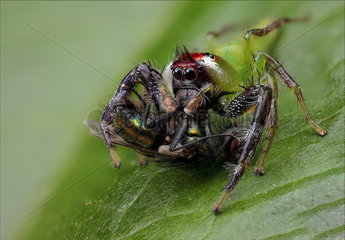 Green jumping spider (Mopsus mormon) Male catching a Fly  QLD  Australia.