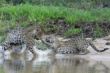 Jaguar (Panthera onca) reaction after mating of female by river  Pantanal  Brazil